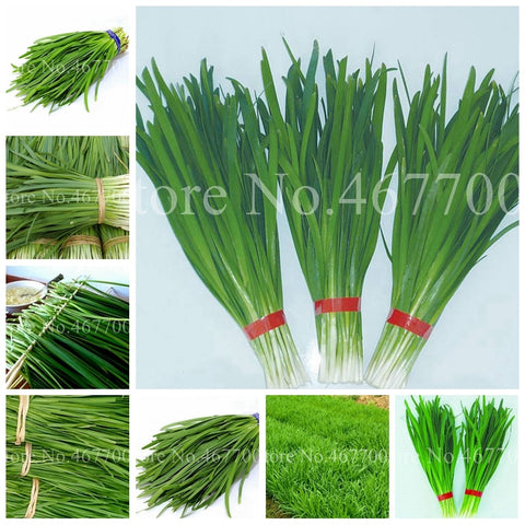 300 pcs/ bag Chinese Chives Everygreen Non-GMO Tasty Juicy Leek Vegetable Garden Plant for Flower Pot Planters Easy to Grow