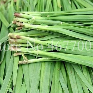 300 pcs/ bag Chinese Chives Everygreen Non-GMO Tasty Juicy Leek Vegetable Garden Plant for Flower Pot Planters Easy to Grow