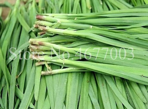 300 pcs/ bag Chinese Chives Everygreen Non-GMO Tasty Juicy Leek Vegetable Garden Plant for Flower Pot Planters Easy to Grow