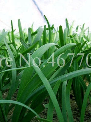 300 pcs/ bag Chinese Chives Everygreen Non-GMO Tasty Juicy Leek Vegetable Garden Plant for Flower Pot Planters Easy to Grow