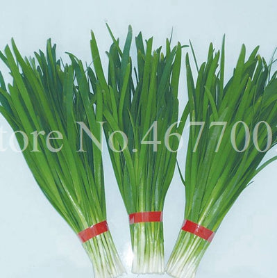 300 pcs/ bag Chinese Chives Everygreen Non-GMO Tasty Juicy Leek Vegetable Garden Plant for Flower Pot Planters Easy to Grow