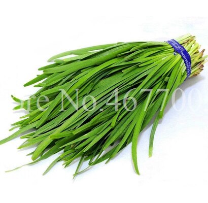 300 pcs/ bag Chinese Chives Everygreen Non-GMO Tasty Juicy Leek Vegetable Garden Plant for Flower Pot Planters Easy to Grow