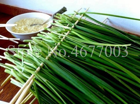 300 pcs/ bag Chinese Chives Everygreen Non-GMO Tasty Juicy Leek Vegetable Garden Plant for Flower Pot Planters Easy to Grow