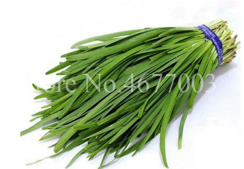 300 pcs/ bag Chinese Chives Everygreen Non-GMO Tasty Juicy Leek Vegetable Garden Plant for Flower Pot Planters Easy to Grow