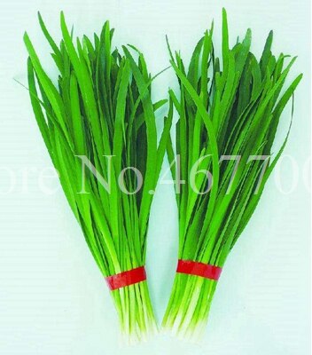 300 pcs/ bag Chinese Chives Everygreen Non-GMO Tasty Juicy Leek Vegetable Garden Plant for Flower Pot Planters Easy to Grow