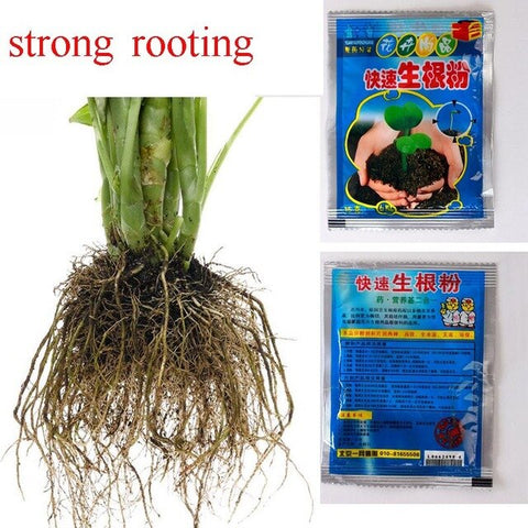 300 pcs/ bag Chinese Chives Everygreen Non-GMO Tasty Juicy Leek Vegetable Garden Plant for Flower Pot Planters Easy to Grow